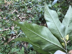 Arisaema serratum