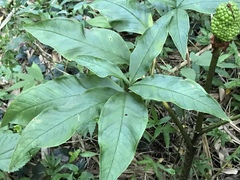 Arisaema serratum