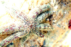 Allostichaster polyplax