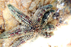 Allostichaster polyplax