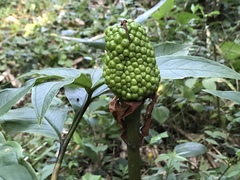 Arisaema serratum