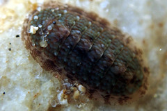Ischnochiton thomasi