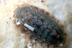 Ischnochiton thomasi