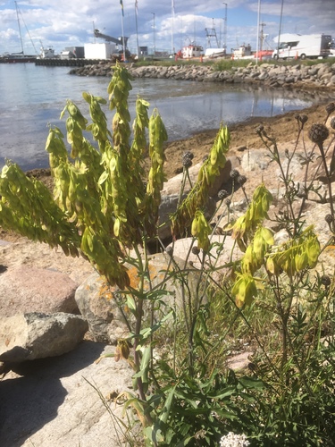 Isatis tinctoria iNat (3)