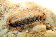 Ischnochiton cariosus