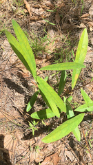 Asimina angustifolia