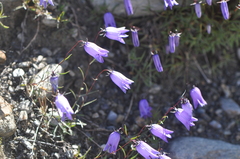 Campanula excisa