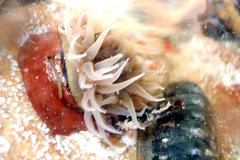 Isanemonia australis