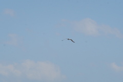 Larus fuscus barabensis