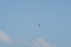 Larus fuscus barabensis