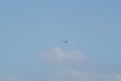 Larus fuscus barabensis
