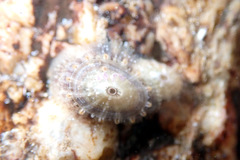 Amblychilepas nigrita