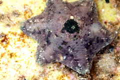 Meridiastra