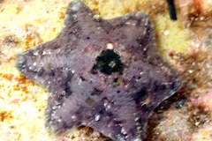 Meridiastra