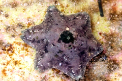 Meridiastra