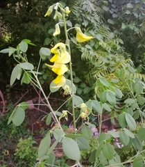 Crotalaria