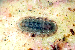 Ischnochiton thomasi