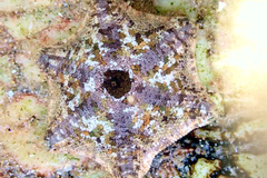 Meridiastra occidens