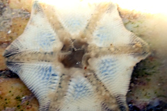 Meridiastra occidens