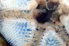 Meridiastra occidens