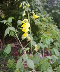 Crotalaria
