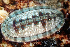 Ischnochiton smaragdinus