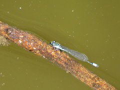 Acanthagrion lancea
