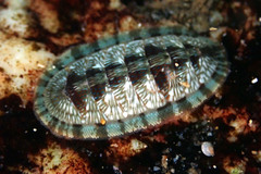 Ischnochiton smaragdinus