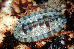 Ischnochiton smaragdinus