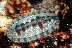 Ischnochiton smaragdinus