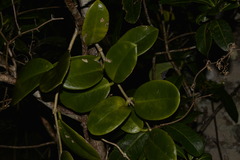 Hoya australis australis