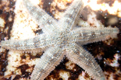 Allostichaster polyplax