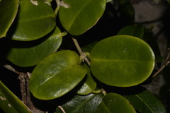 Hoya australis australis