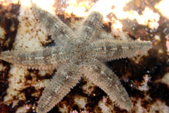 Allostichaster polyplax