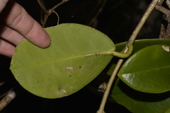 Hoya australis australis