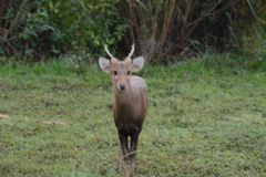 Axis porcinus