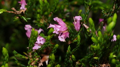 Erica bracteolaris
