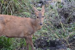 Axis porcinus