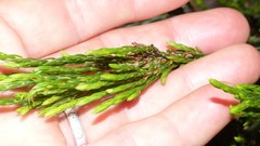 Erica bracteolaris