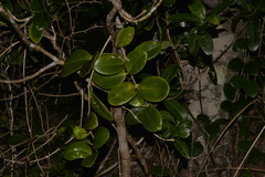 Hoya australis australis