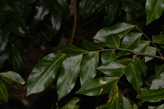 Pararchidendron pruinosum