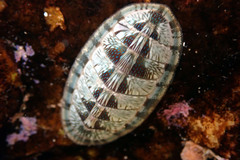 Ischnochiton smaragdinus