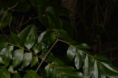 Pararchidendron pruinosum