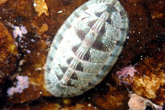 Ischnochiton smaragdinus