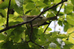 Phylloscopus emeiensis