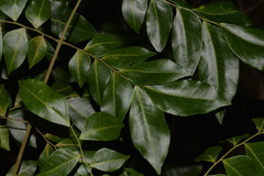 Pararchidendron pruinosum