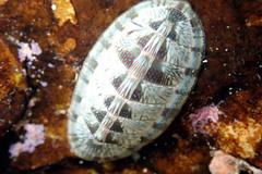 Ischnochiton smaragdinus
