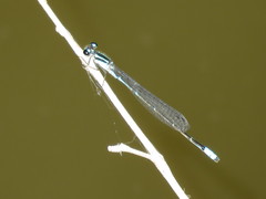 Acanthagrion lancea
