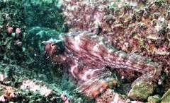 Octopus sinensis