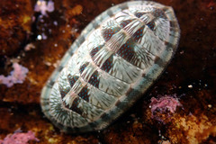 Ischnochiton smaragdinus